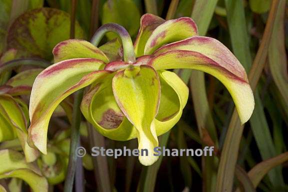 sarracenia alata 2 graphic